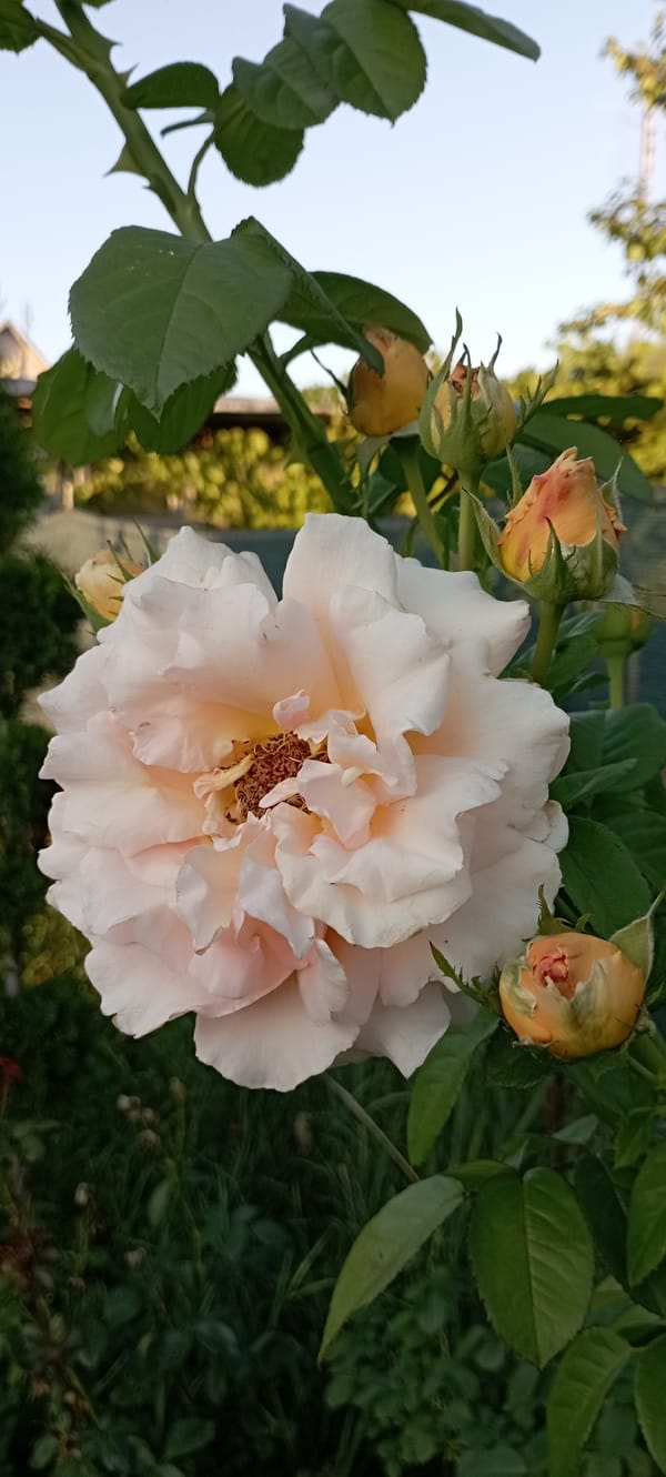 Close-up garden shots of roses, wisteria, orchids, and hydrangeas