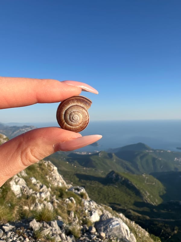 Hiker explores Montenegro mountains, collects snail shell specimen