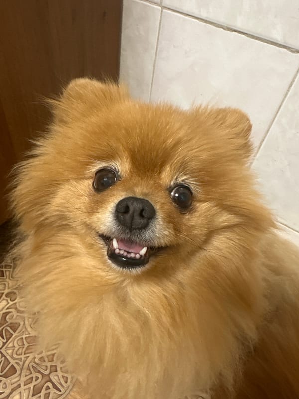 Pomeranian dog photographed during feeding time in Tuymazy, Russia