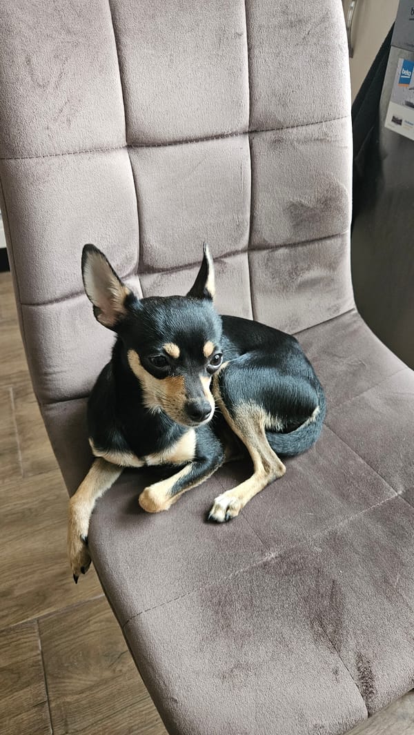 Chihuahua rests on brown chair in Bulgarian home