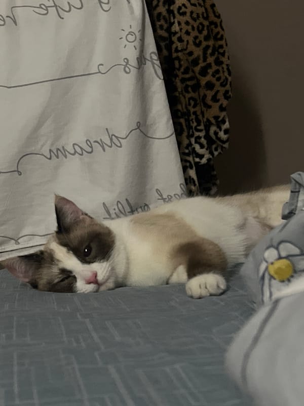 Cat spotted against textured surface in Votkinsk, Russia