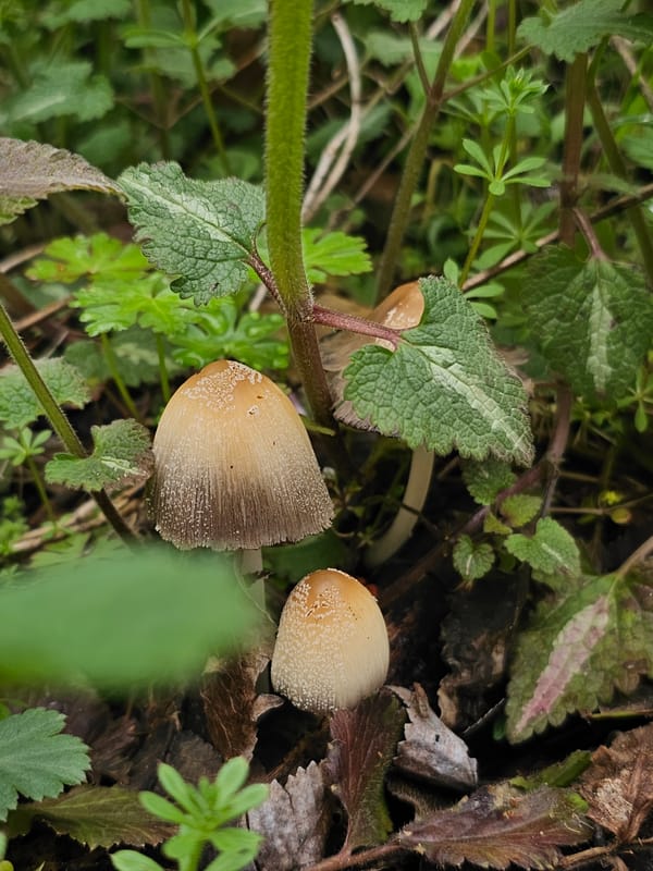 Mushroom foraging activity documented in Bulgarian woodland area