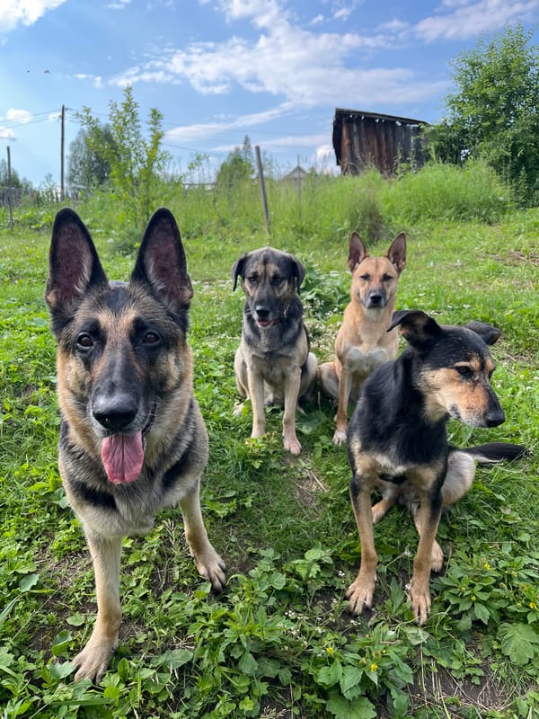 Dogs roaming a grassy field in Nizhny Tagil, Russia