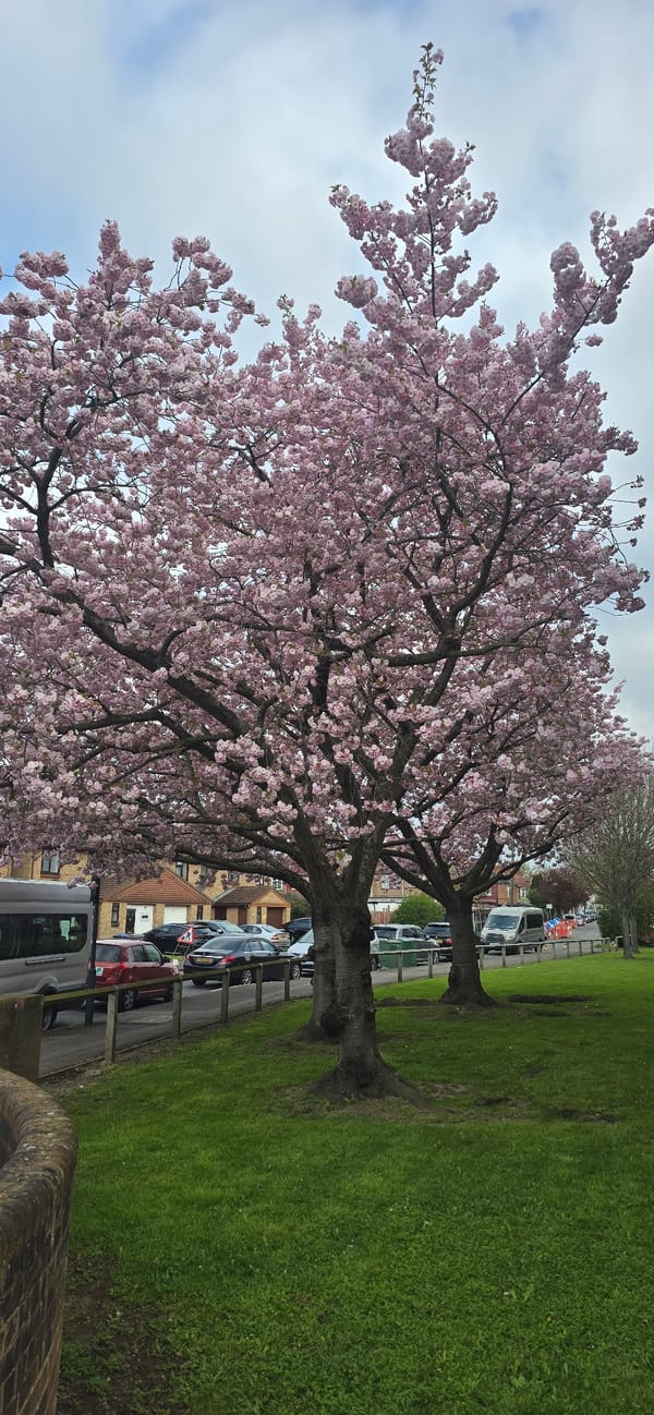 Pink blossoms bloom on London street scene