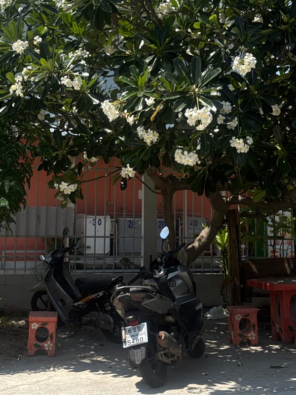 Morning street scene with Frangipani tree documented in Pattaya
