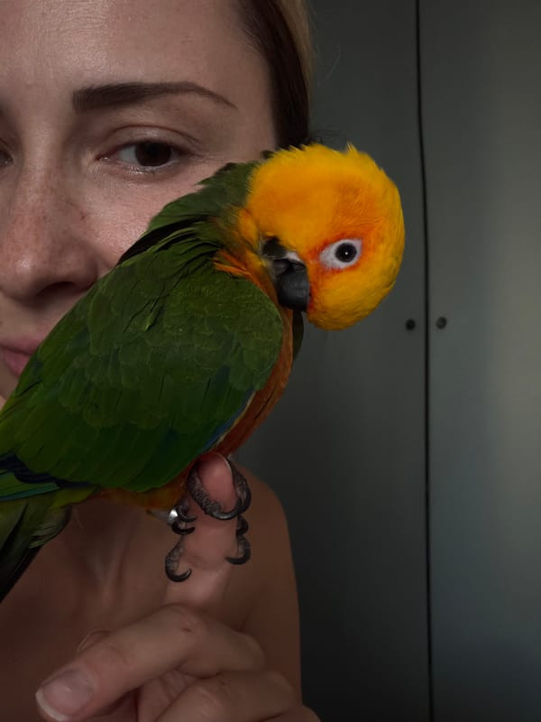 Sun conure, chinchilla, and slime in a Khimki home