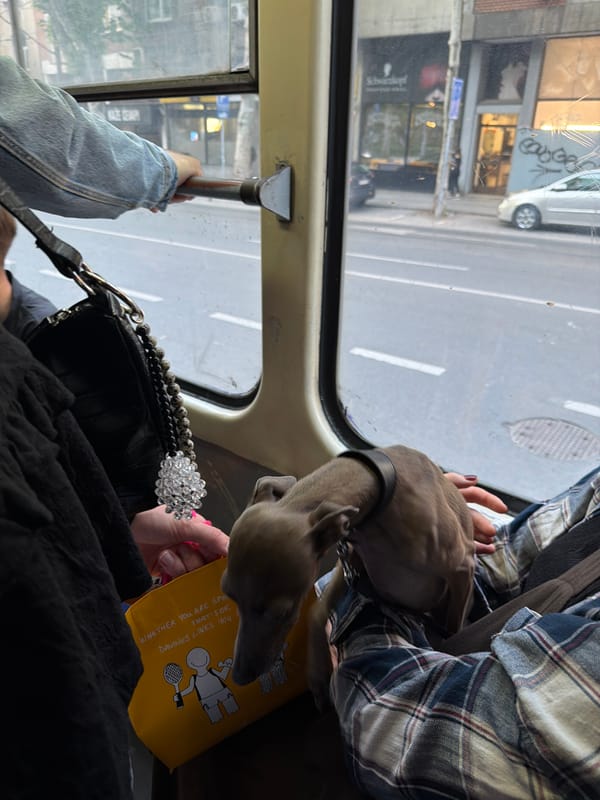 Italian Greyhounds ride public transit in Belgrade suburb