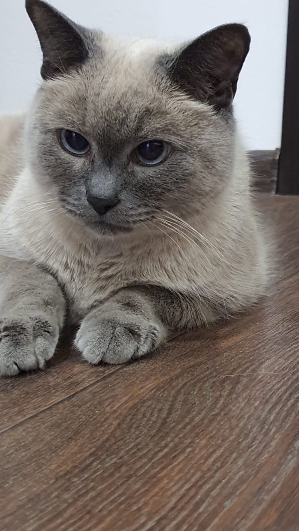 Siamese-mix cat lounging on a wooden floor in Krasnoyarsk