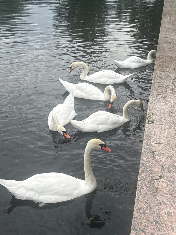 Swans draw a crowd at Astrakhan waterfront on summer afternoon