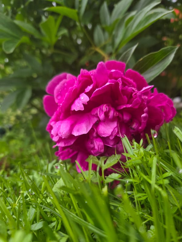 Garden morning in Frolovo: flowers, berries, and breakfast