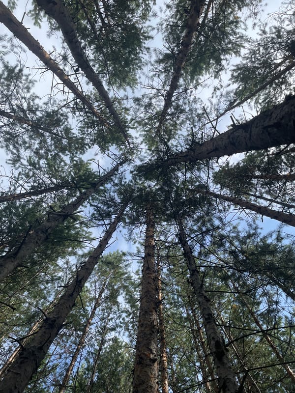 Close-up foraging through a Siberian pine forest in late summer