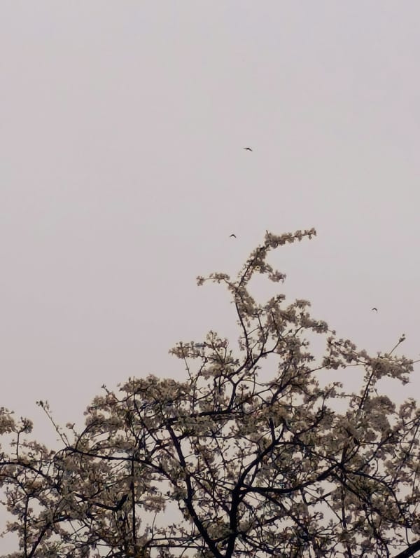 Spring scenes and daily life captured across Kardzhali, Bulgaria