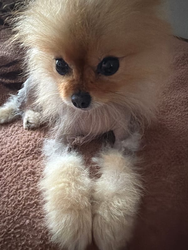 Pomeranian dog documented in afternoon photo session with accessories