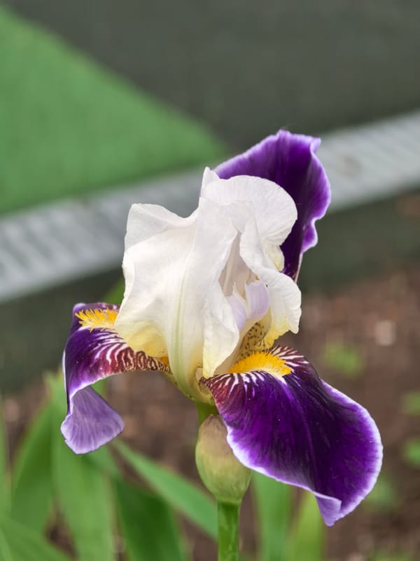 Iris flower blooms in Perm, Russia