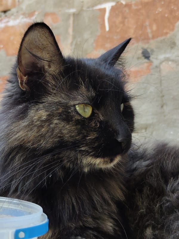 Long-haired cats drinking water near a brick wall