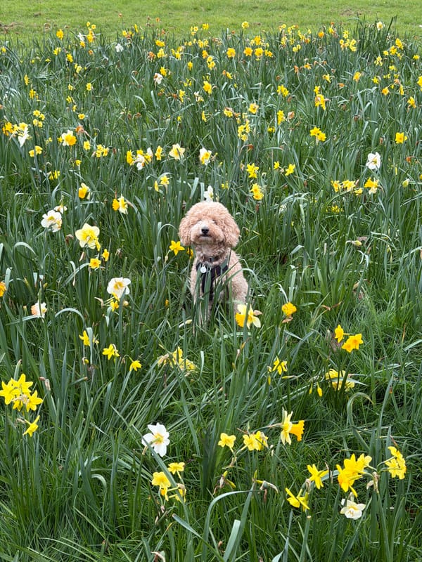 Dog enjoys spring morning among daffodils in London park