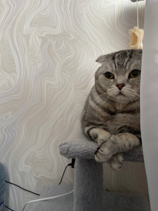Scottish Fold cat photographed on cat tree in Izhevsk