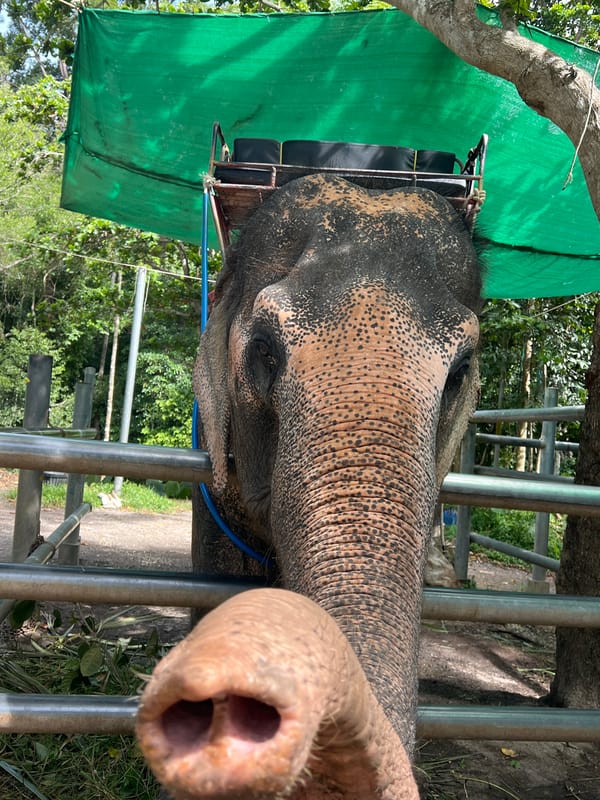Up close with elephants at a Ko Samui sanctuary