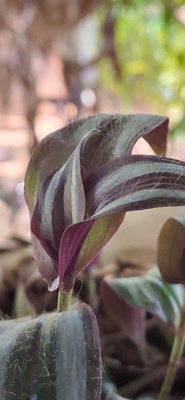 Detailed botanical walk through tropical vegetation in Vallecito, Venezuela