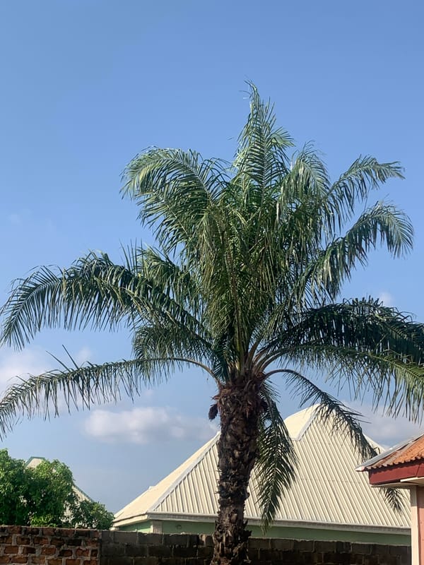 Daily life moments documented across Jalingo, Nigeria residential areas