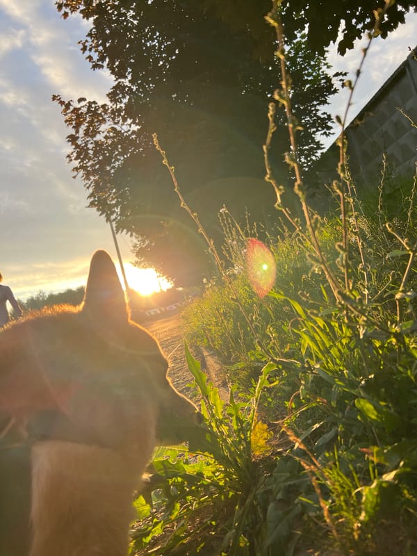 Corgi evening walk, golden hour in a grassy park