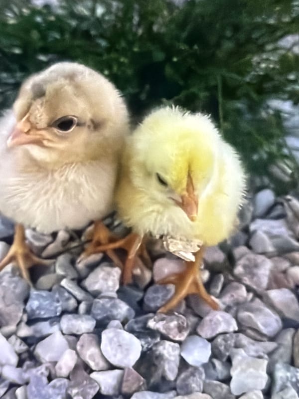 Bukuru farm animals and chicks, with a few odd additions