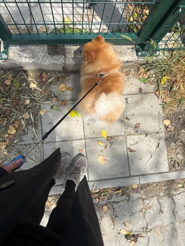 Woman walks small dog in urban setting