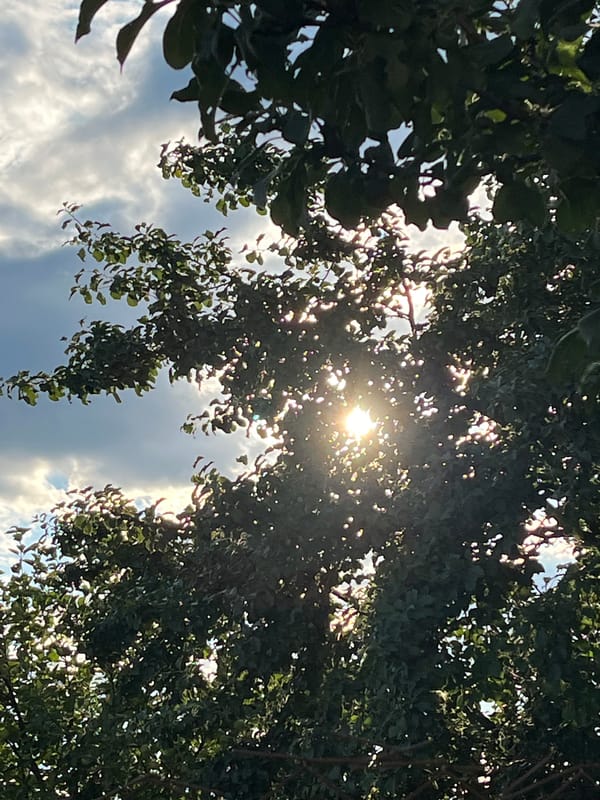 Summer harvest scenes: crops, fruit, and golden-hour fields