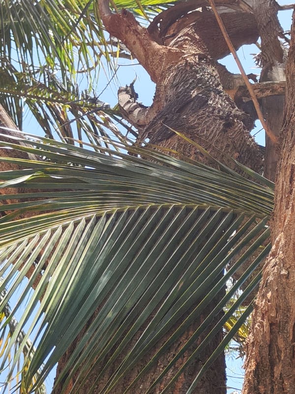 Water features observed in Puttaparthi morning scenes
