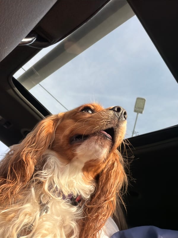 Cavalier King Charles Spaniel enjoys a sunroof moment in Novgorod