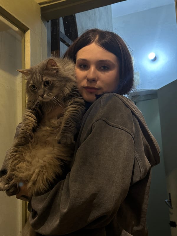 Gray cat explores a Saint Petersburg home, June evening