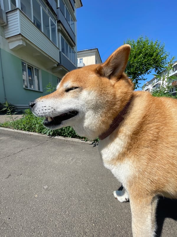 Dog walk through a quiet Zheleznogorsk neighborhood, summer morning