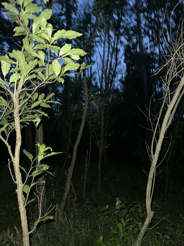 Dusk walk through woodland with a German Shepherd