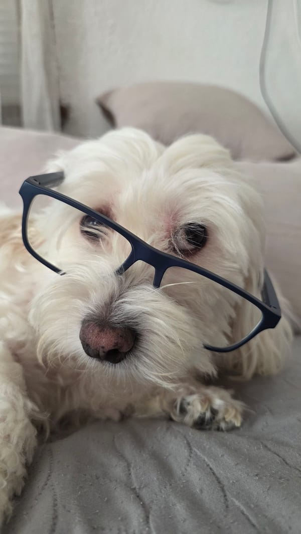 Maltese dog photoshoot with glasses and hats in Bulgaria