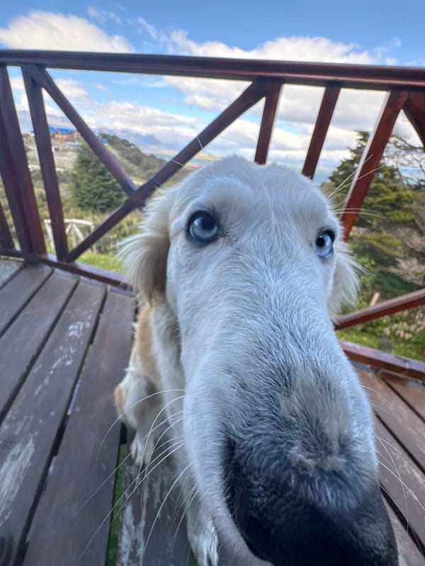 Blue-eyed dog photographed relaxing on deck in Ushuaia