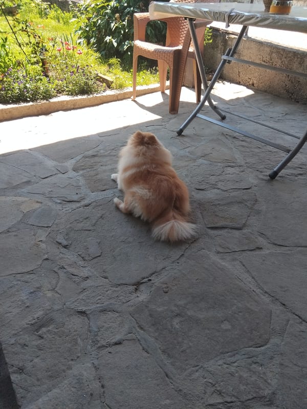 Pomeranian dog spotted on stone patio in Apriltsi, Bulgaria