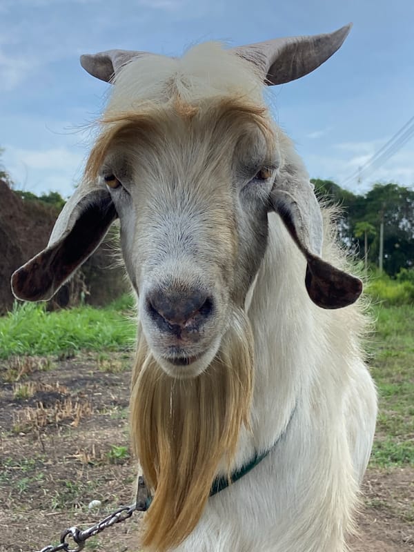 Farm animals documented in Venezuelan rural communities