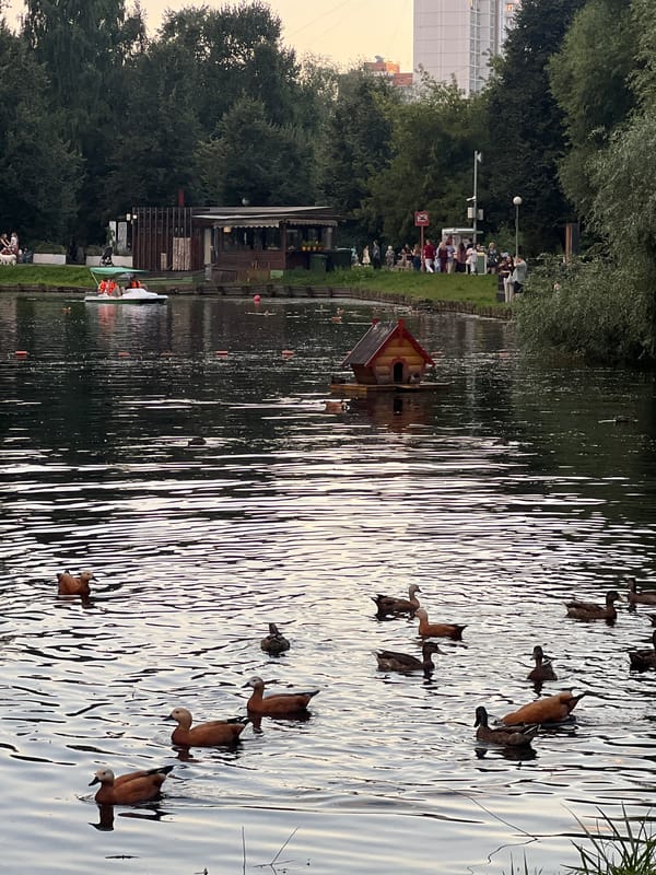 Moscow park lake at golden hour, boats and all