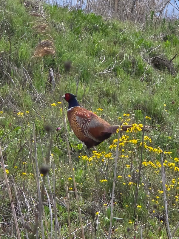 Male pheasant spotted in flower-filled field near Plovdiv