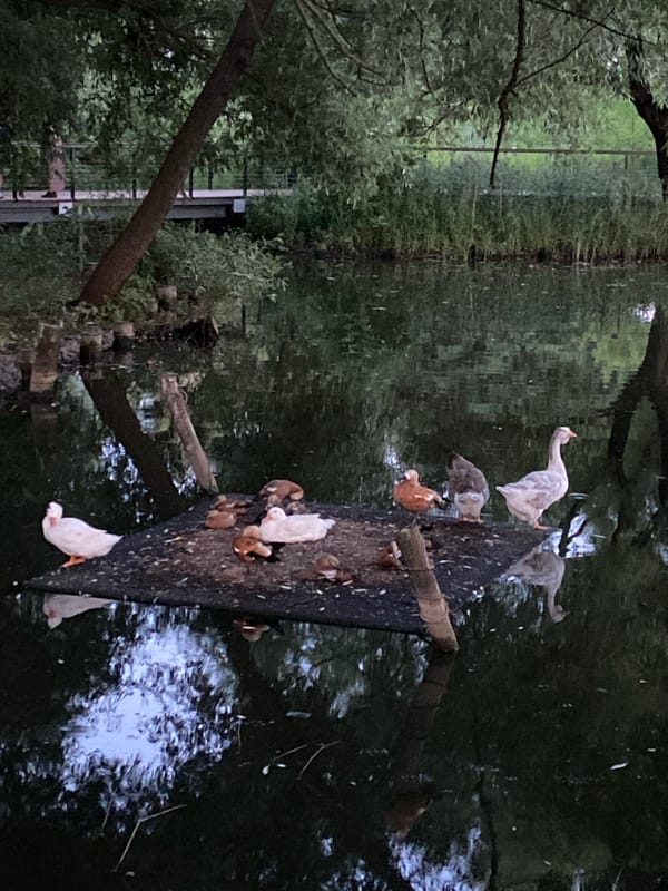 Summer evening at a Moscow park pond