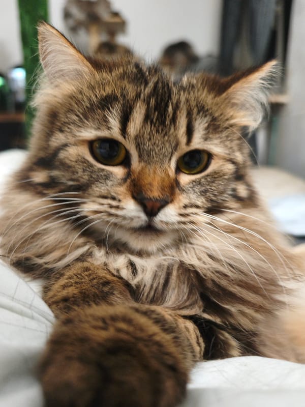 Brown tabby at rest, tiny kitten held close