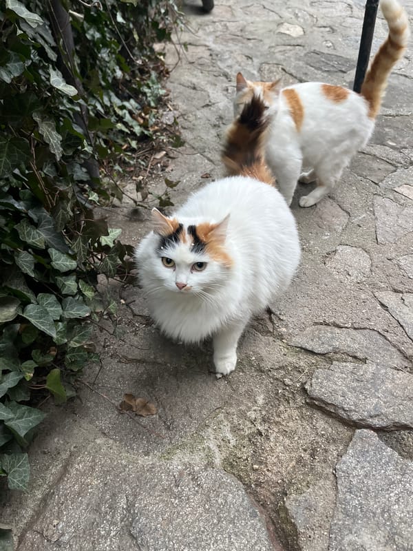 Rainy day scenes and street cats captured in Koprivshtitsa