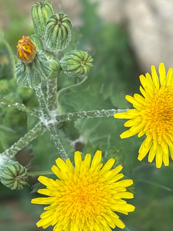 Botanical walk through Sochi capturing local plants and flowers