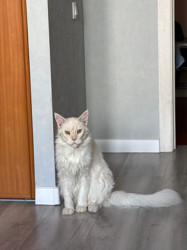 White fluffy cat spotted indoors in Kazan, Russia