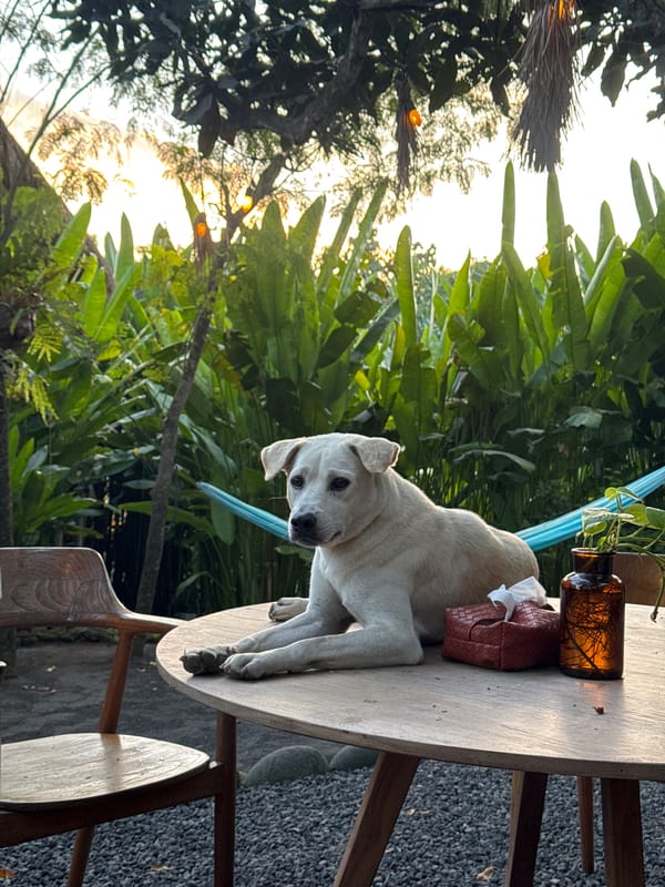 Curious dog lounging on an outdoor table in tropical surroundings.