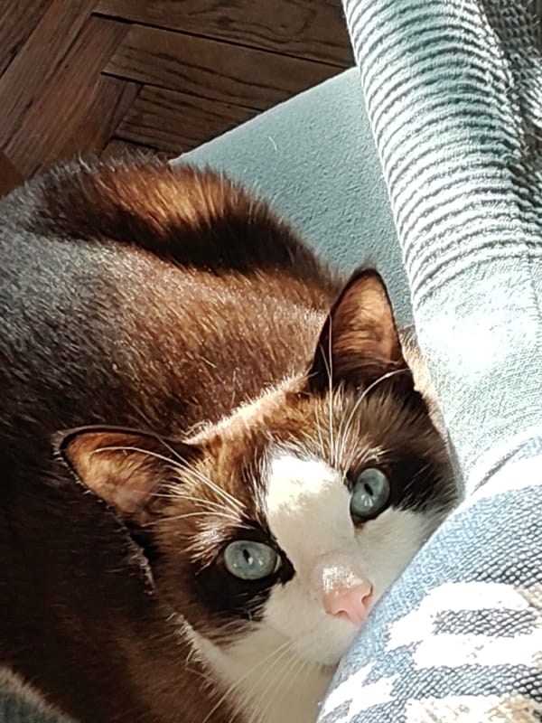 Cat rests on cushion in Saint Petersburg home