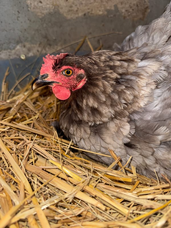 Hens, chicks, and ducklings on a Ukrainian homestead