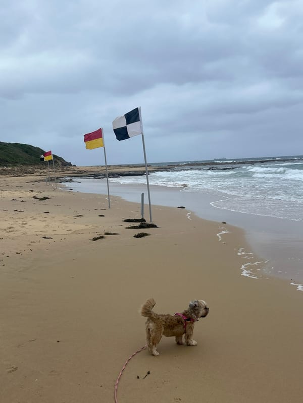 Woman walks dog at overcast Bulli Beach, debris spotted