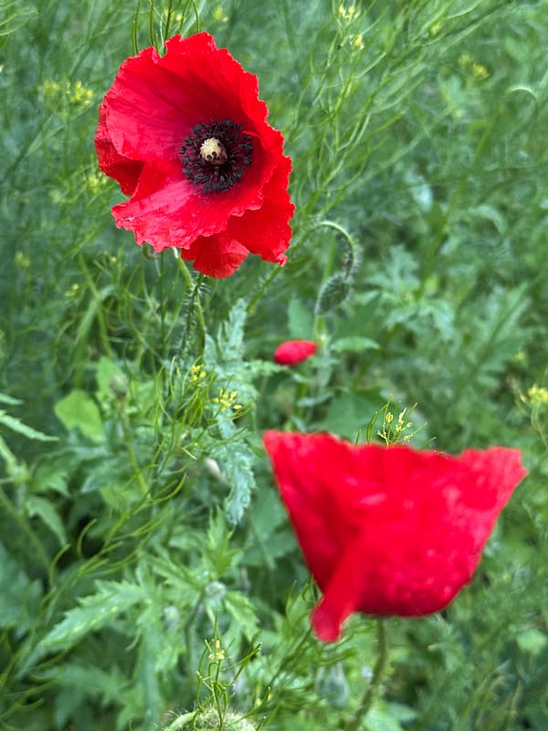 Red poppies, ivy-covered trees, and a calm waterside spot