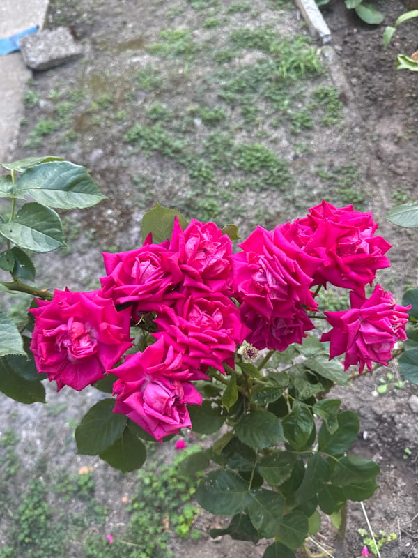 A Bulgarian garden in midsummer: roses, tomatoes, and green shade